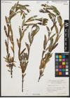 Foto von Salix purpurea L.